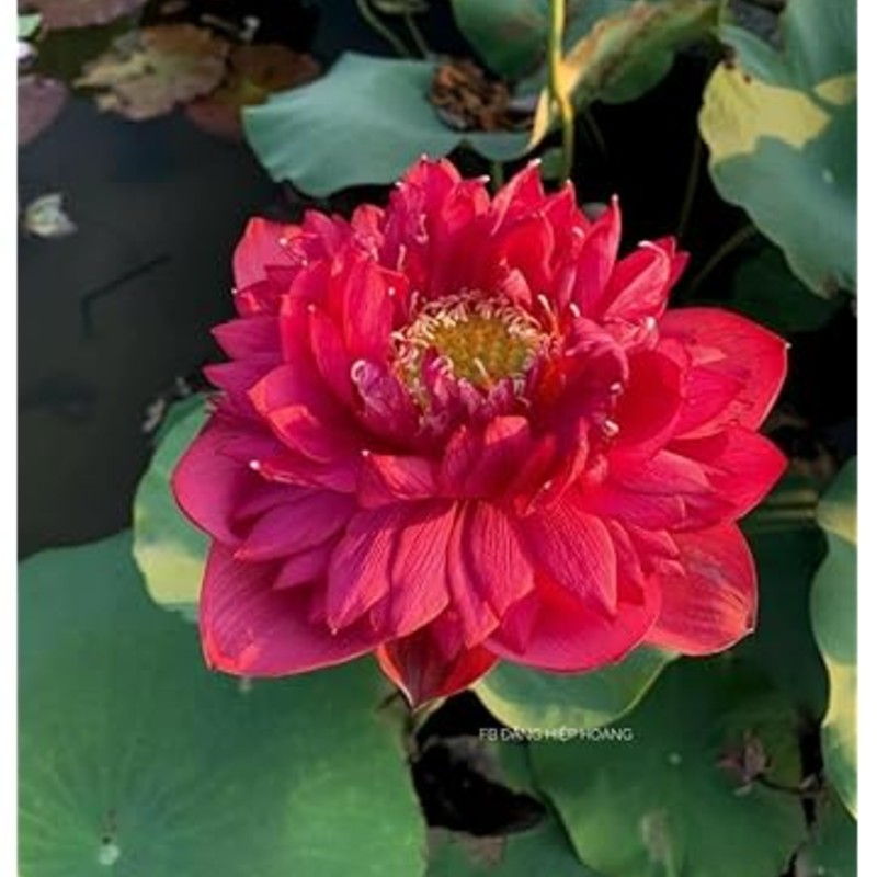 Red Lotus