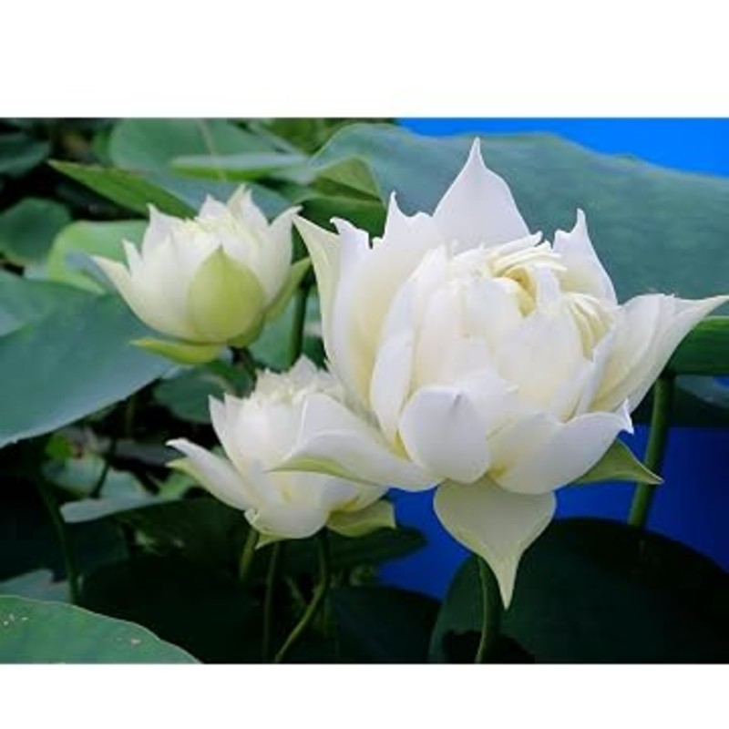 White Lotus